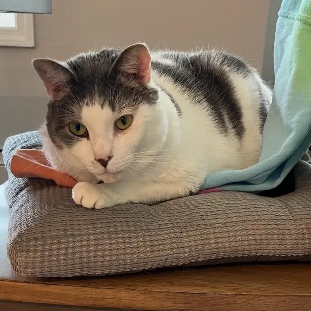 Enlarge Bernadette, a Adoptable Domestic Short Hair in North Babylon, NY image 1/5