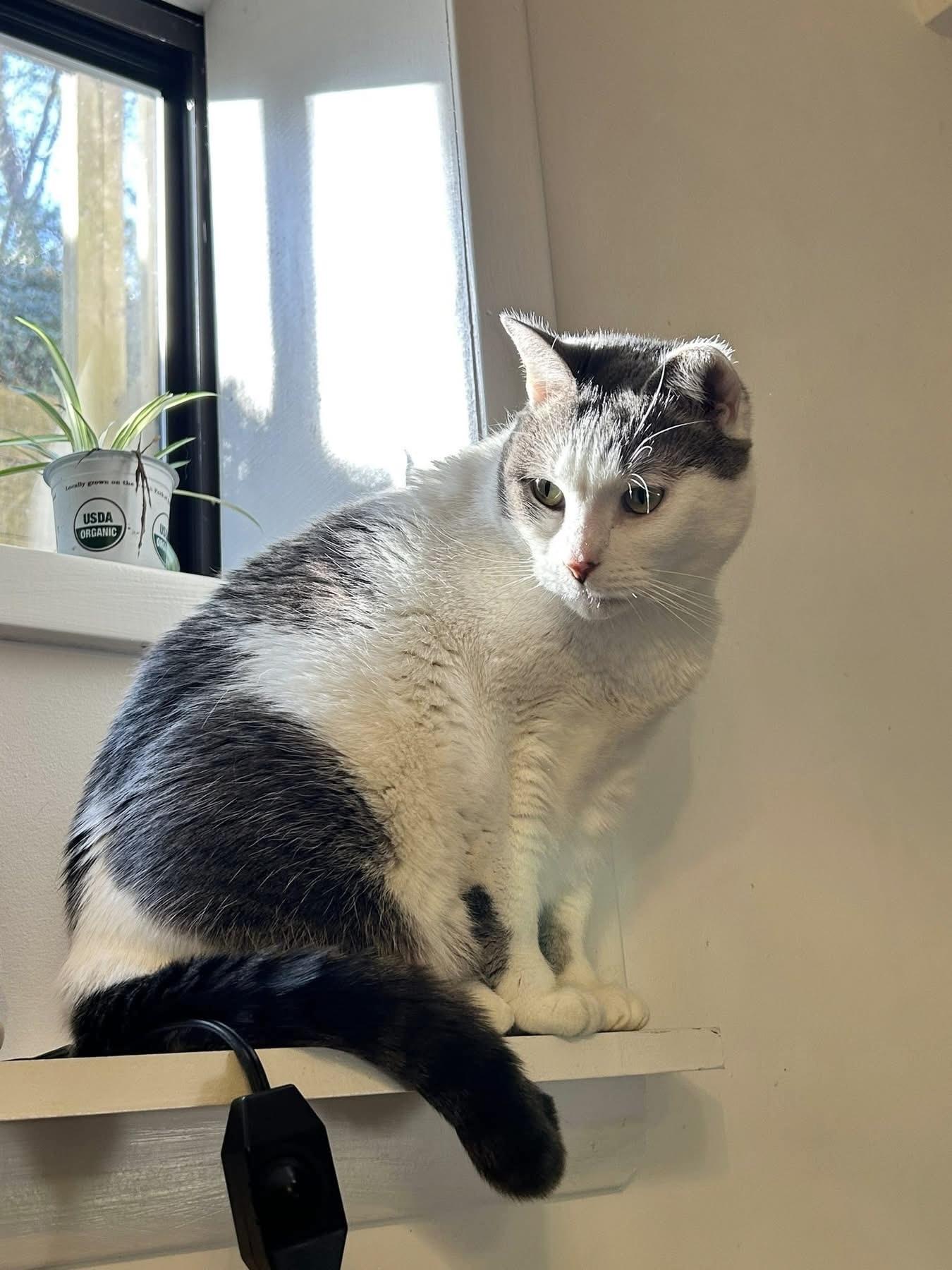 Enlarge Bernadette, a Adoptable Domestic Short Hair in North Babylon, NY image 3/5