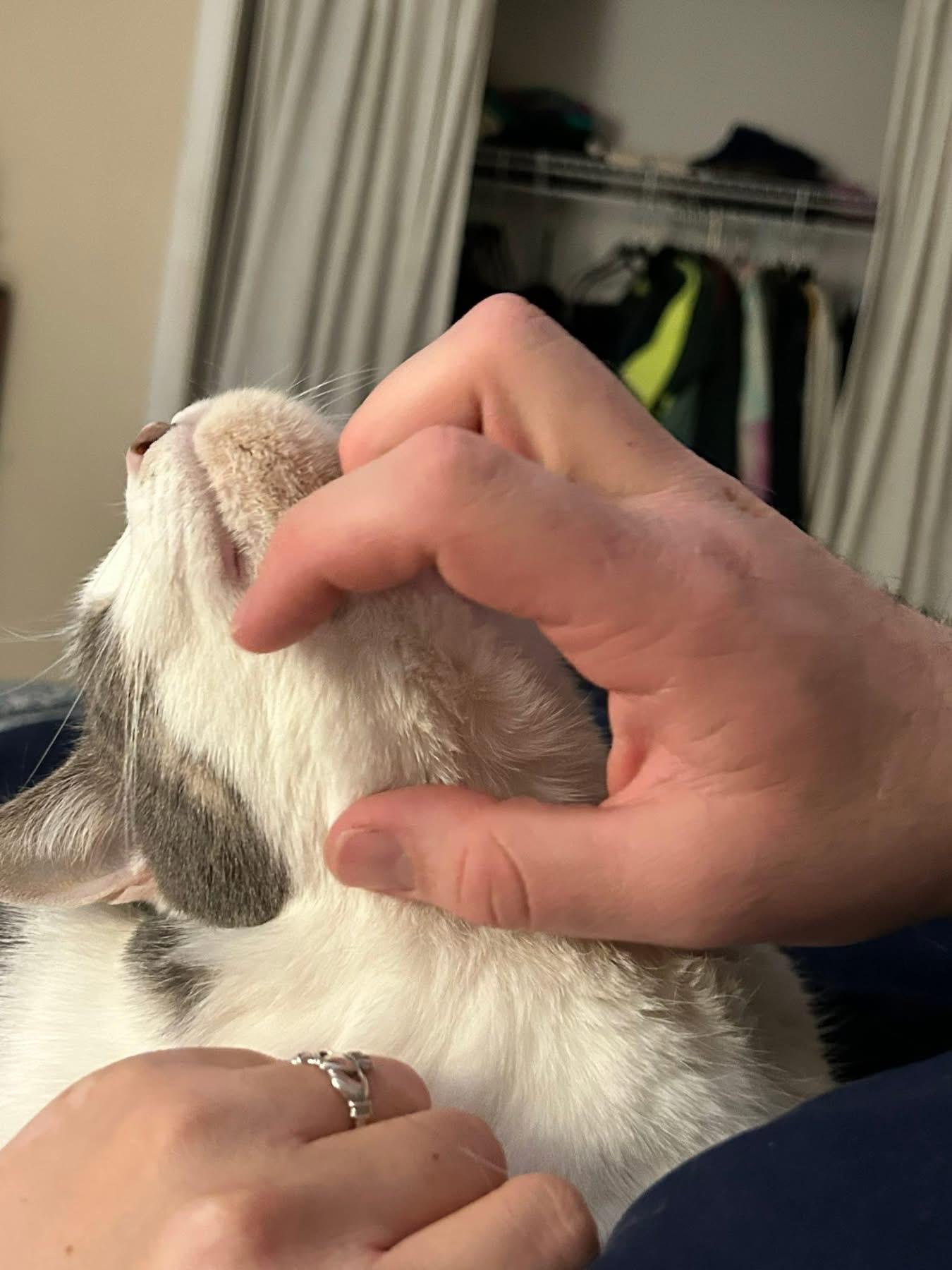 Enlarge Bernadette, a Adoptable Domestic Short Hair in North Babylon, NY image 4/5