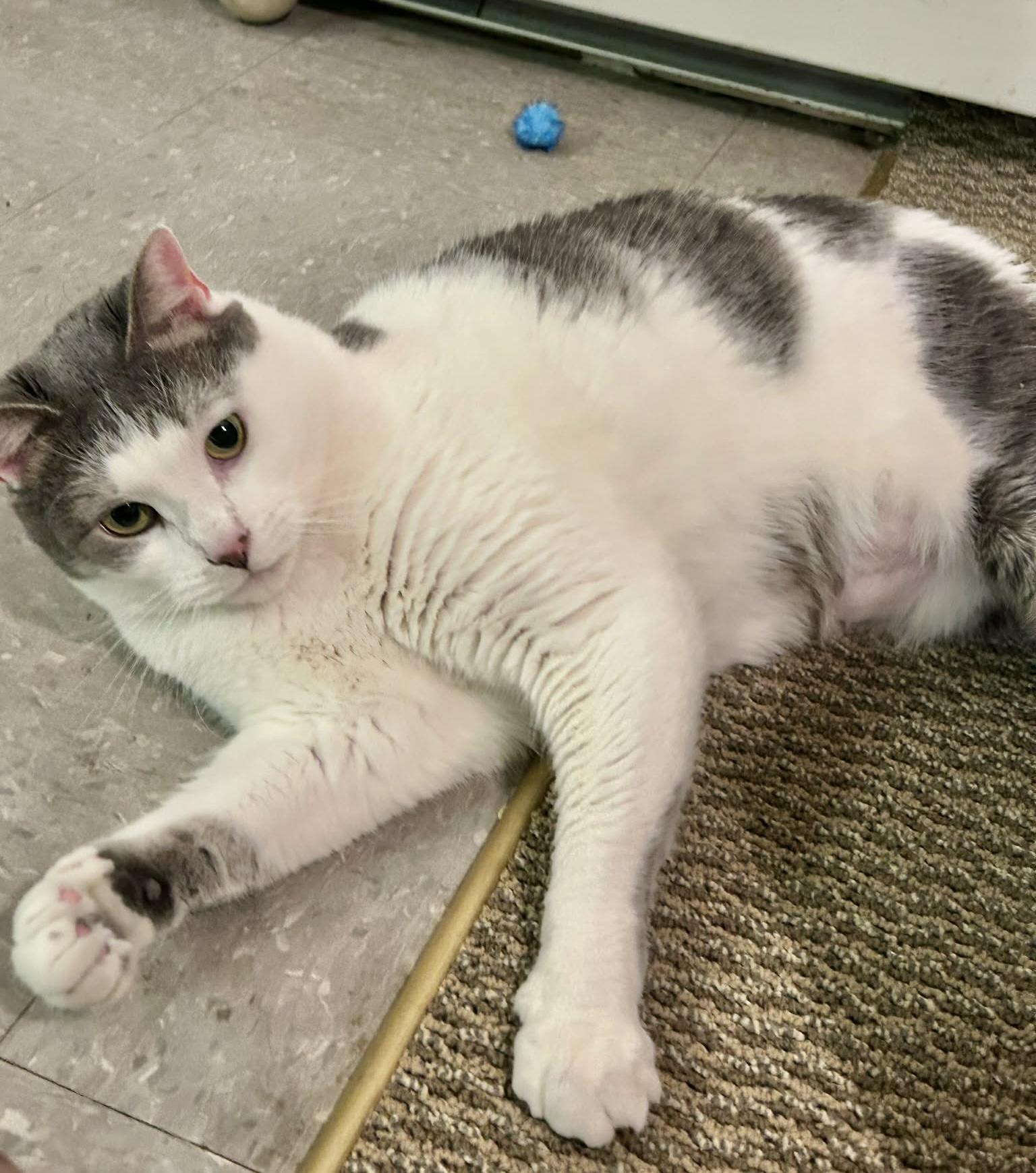 Enlarge Bernadette, a Adoptable Domestic Short Hair in North Babylon, NY image 2/5