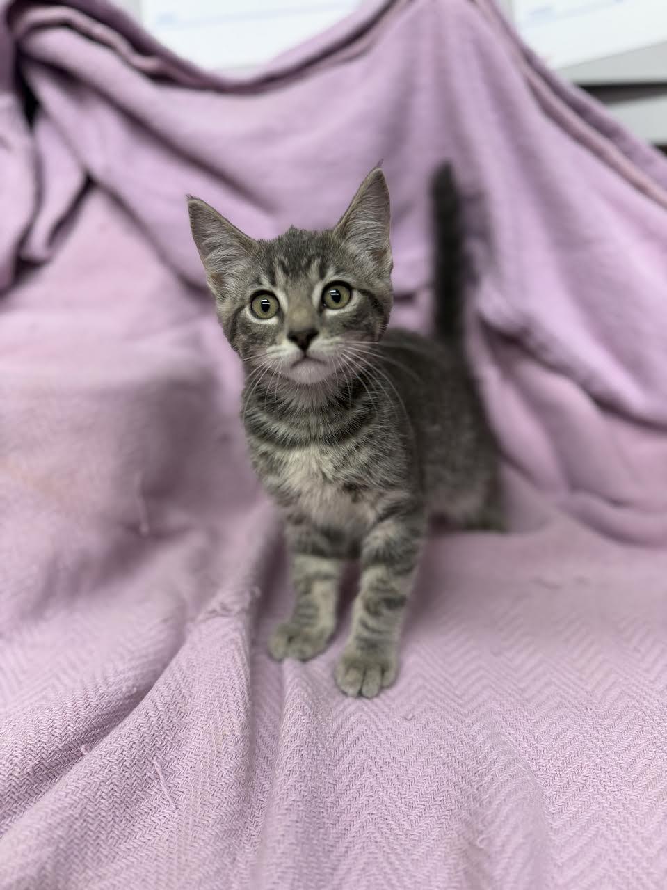 Enlarge Posie, an adopted Domestic Short Hair in Oakdale, CA image 1/1