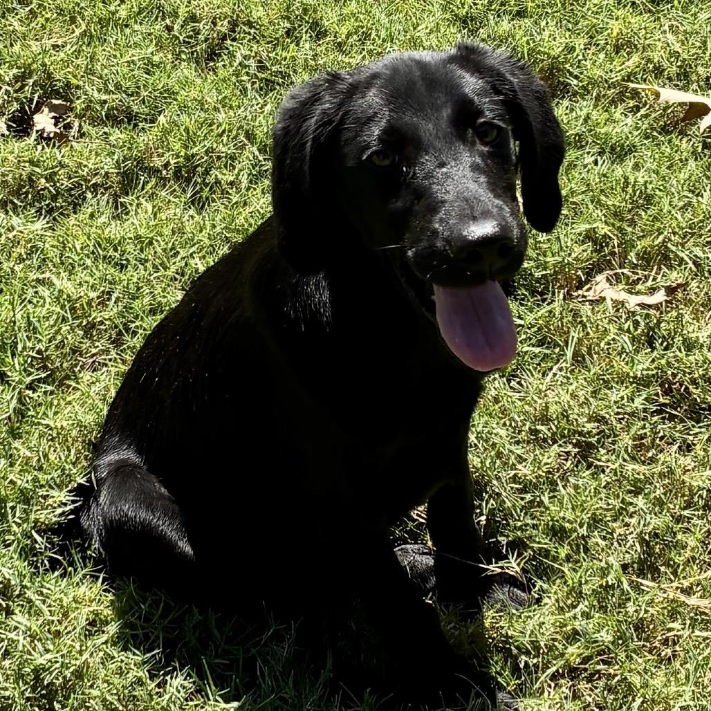 MAVERICK, a Adoptable mixed breed in Cordova, TN image 3/6