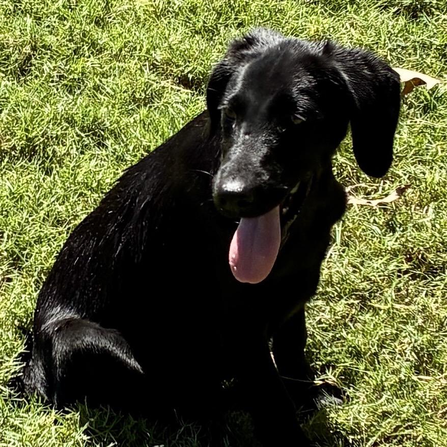 MAVERICK, a Adoptable mixed breed in Cordova, TN image 4/6