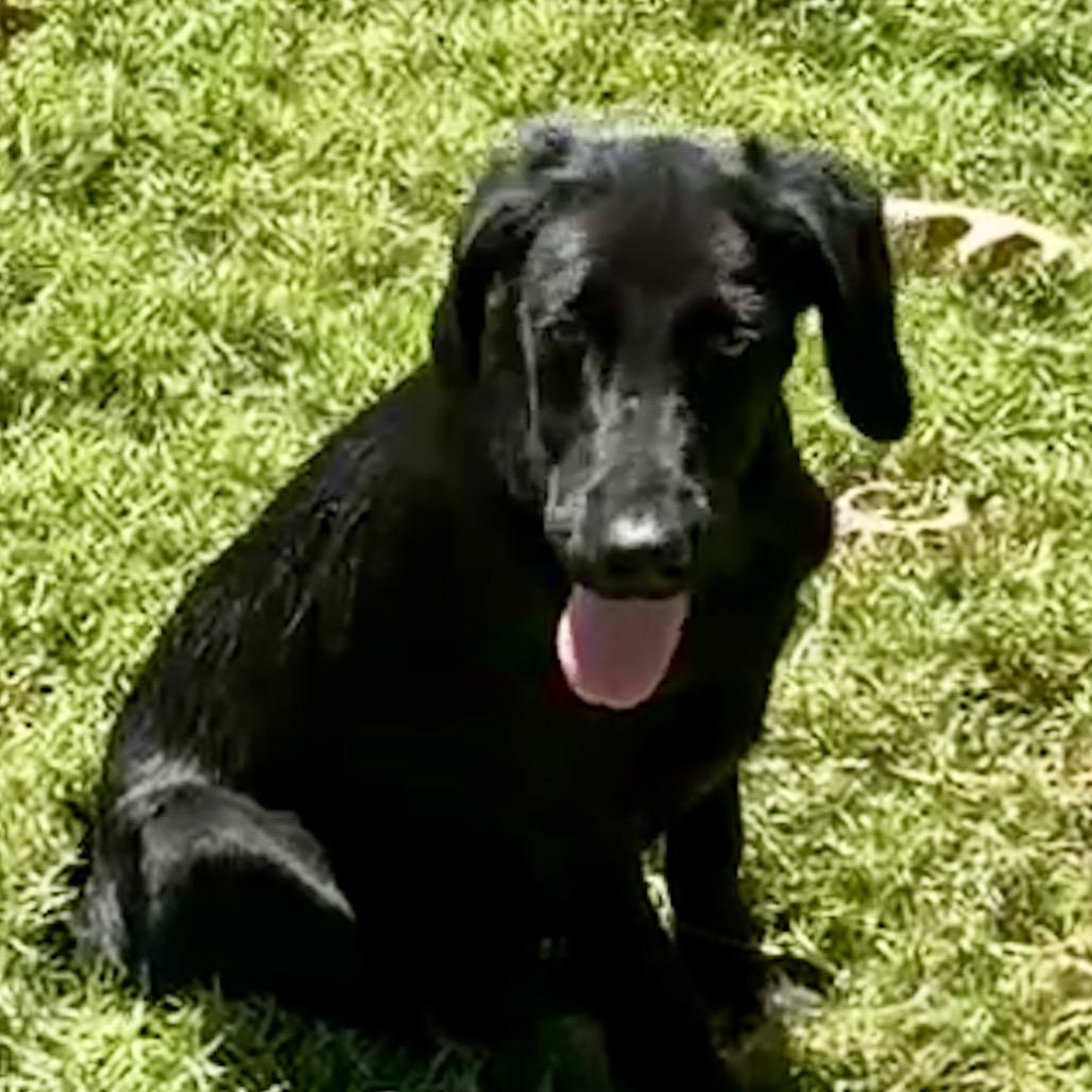 MAVERICK, a Adoptable mixed breed in Cordova, TN image 5/6