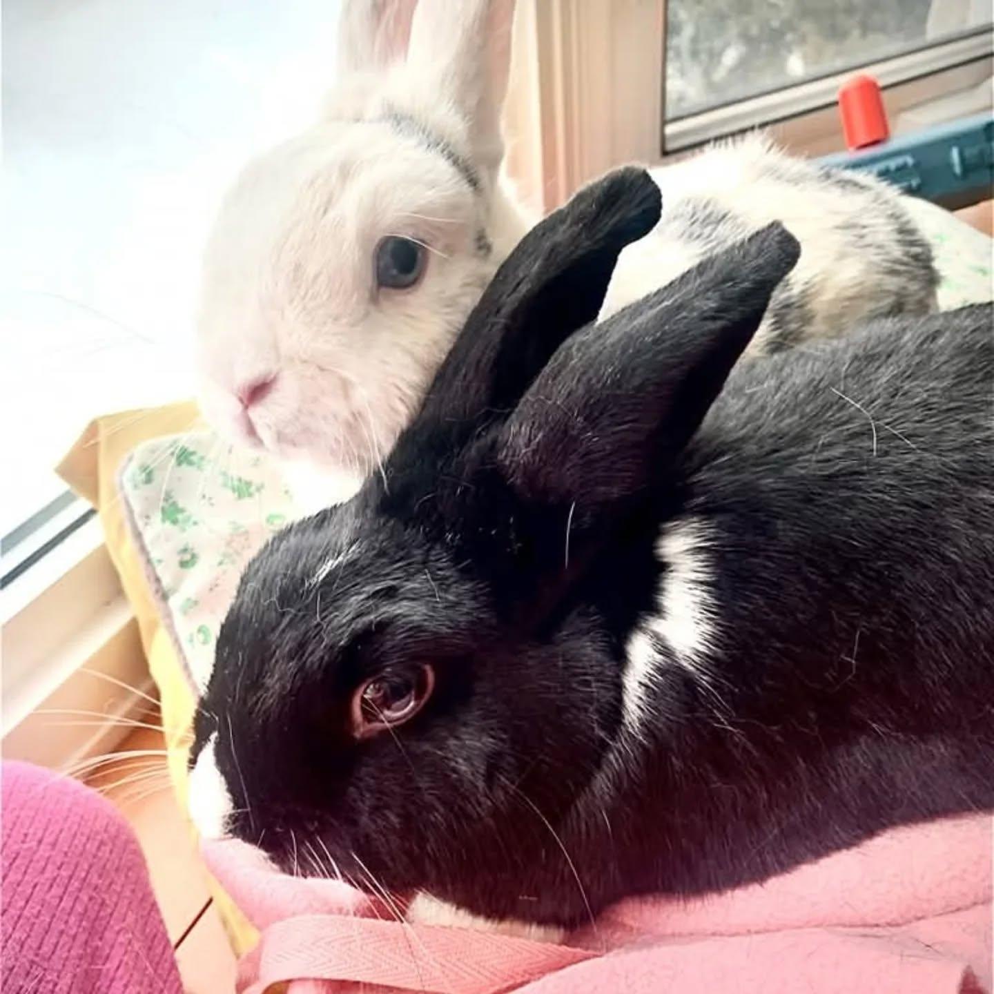 Rosie, Adoptable, Senior Female Dutch & Dwarf.