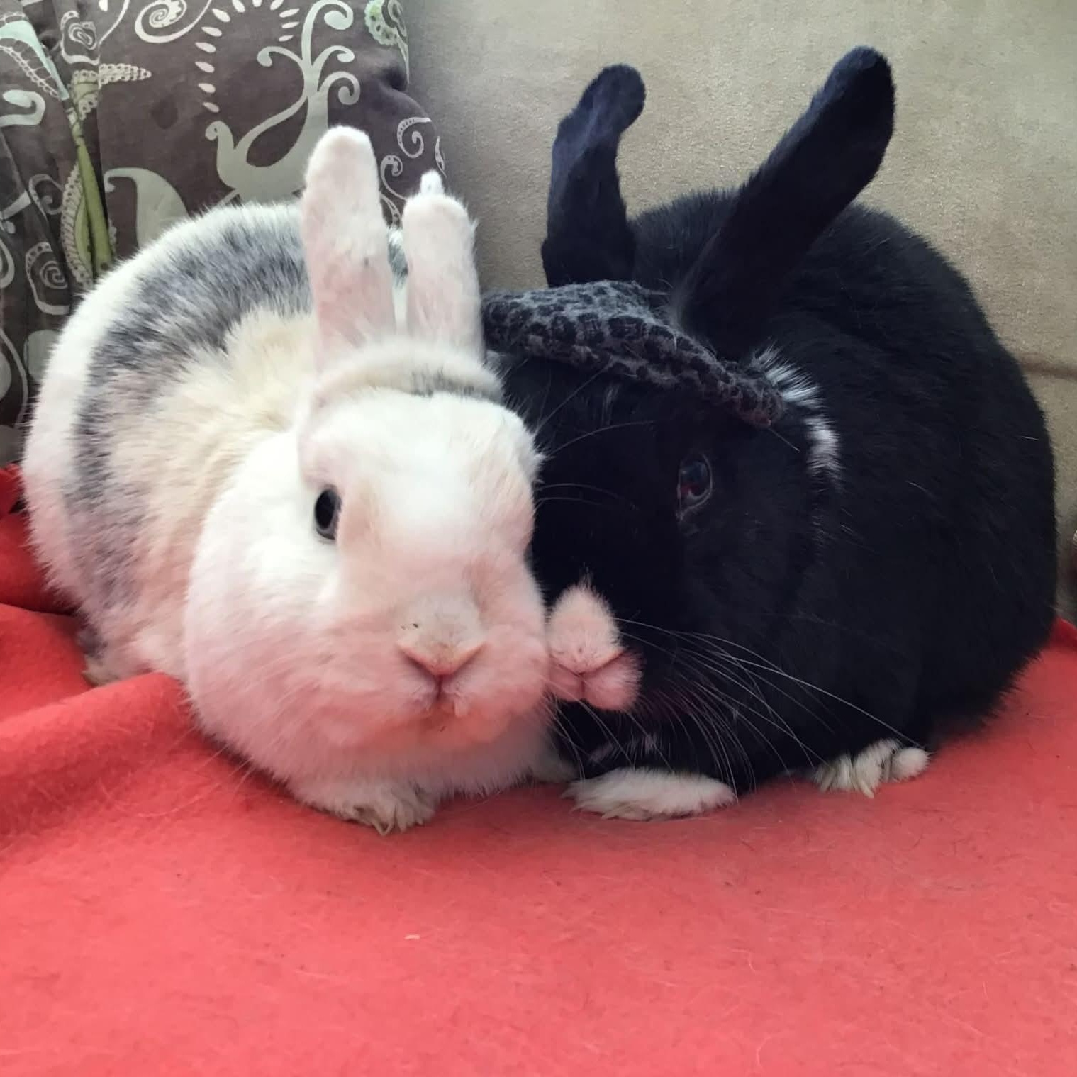 Enlarge Rosie (Bonded to Lightning), a ADOPTABLE mixed breed in Kemptville, ON image 3/4