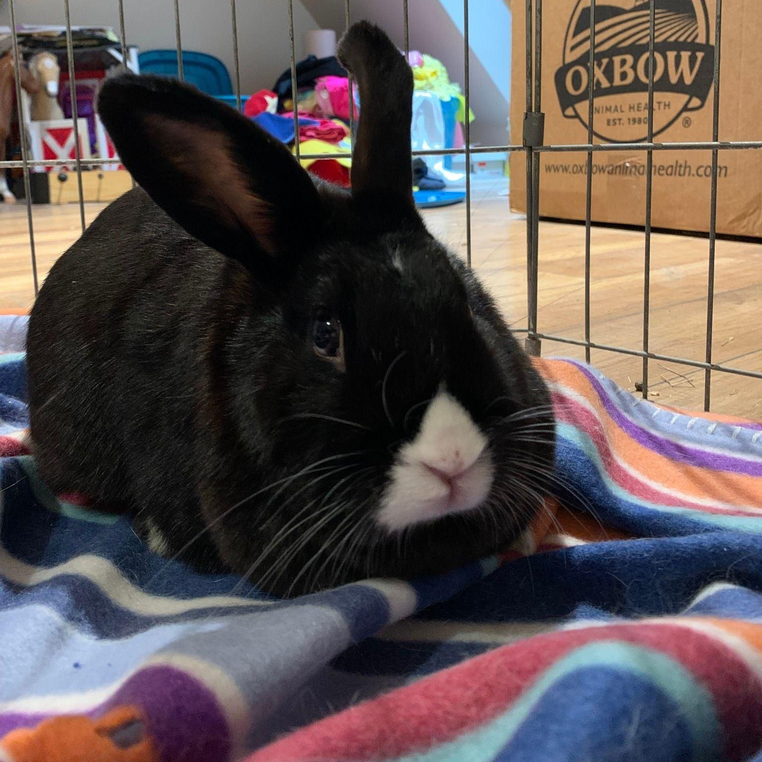 Enlarge Rosie (Bonded to Lightning), a ADOPTABLE mixed breed in Kemptville, ON image 2/4