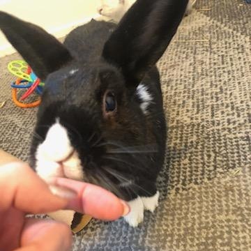 Enlarge Rosie (Bonded to Lightning), a ADOPTABLE mixed breed in Kemptville, ON image 4/4