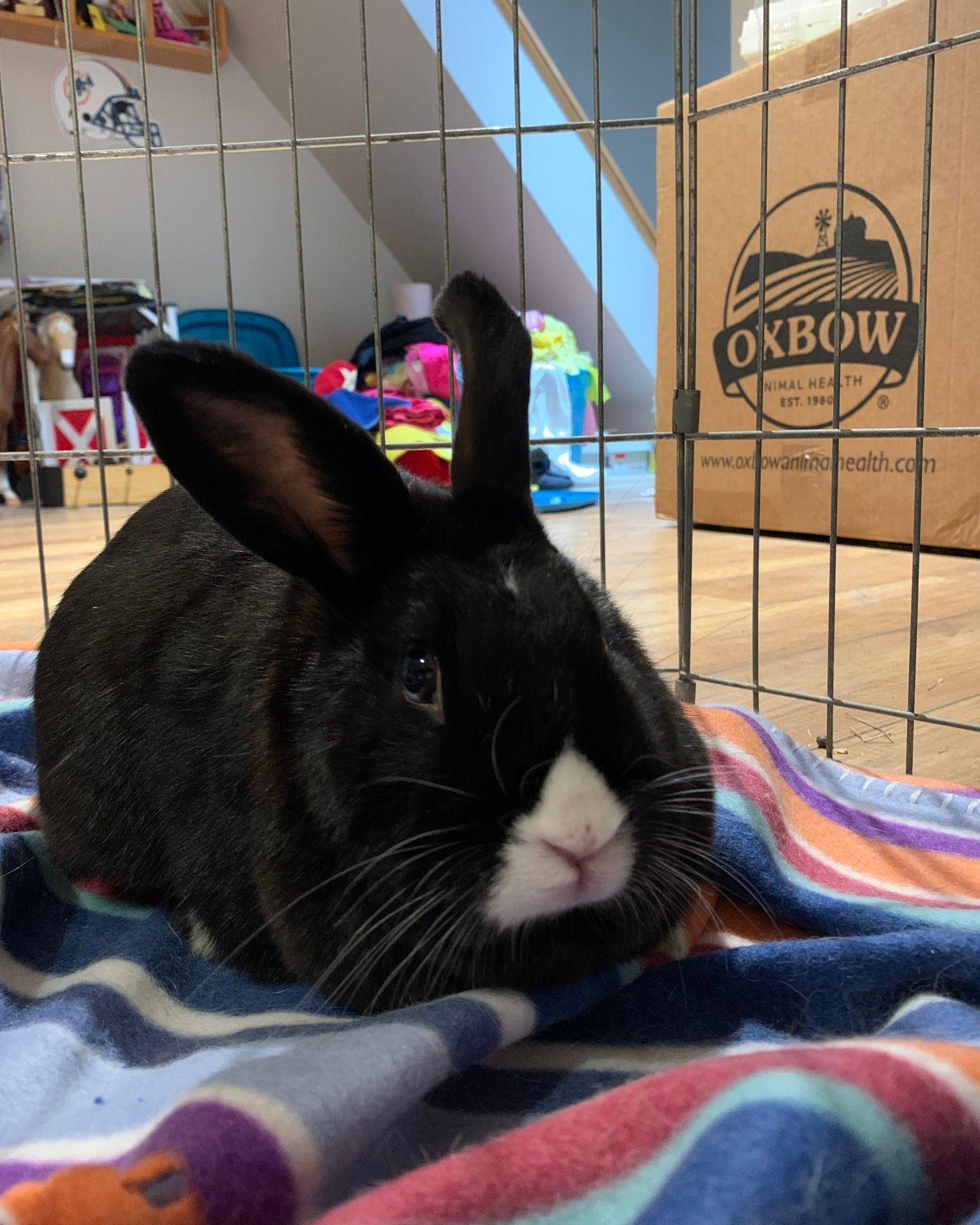 Enlarge Rosie, a Adoptable mixed breed in Kemptville, ON image 3/4