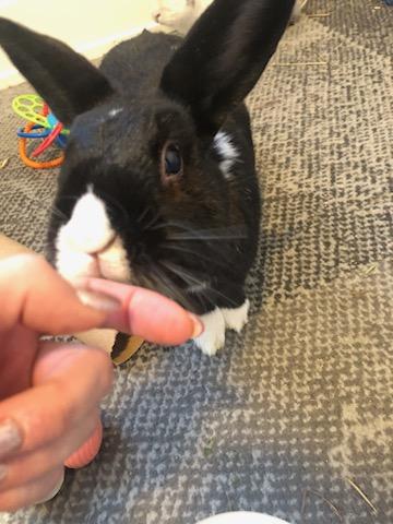 Enlarge Rosie, a Adoptable mixed breed in Kemptville, ON image 4/4