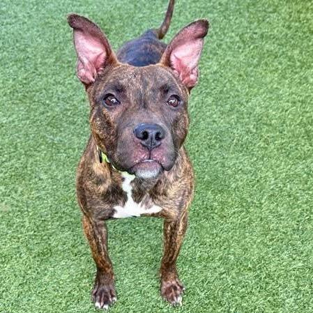 Reina — thumbnail 3