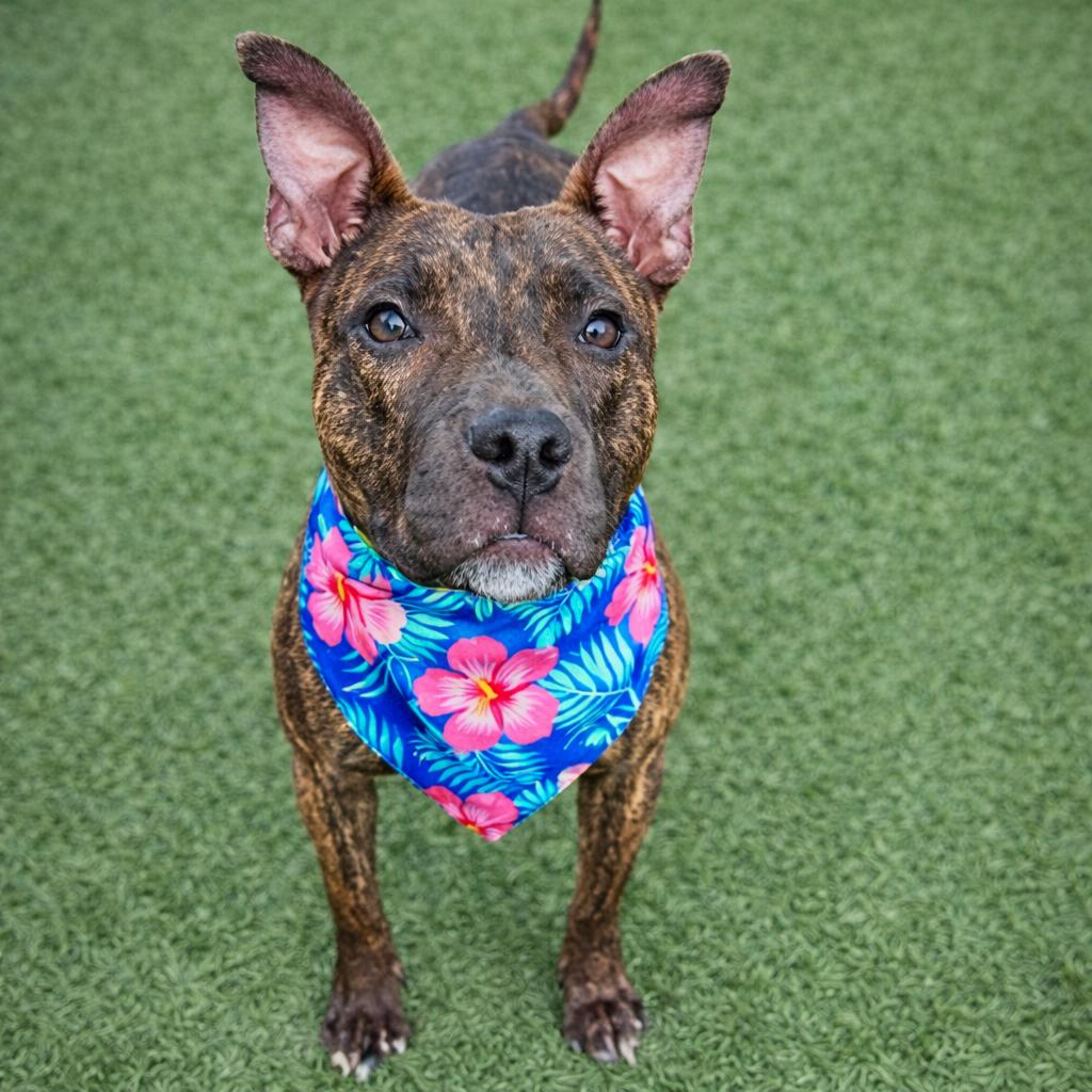 Reina — thumbnail 4