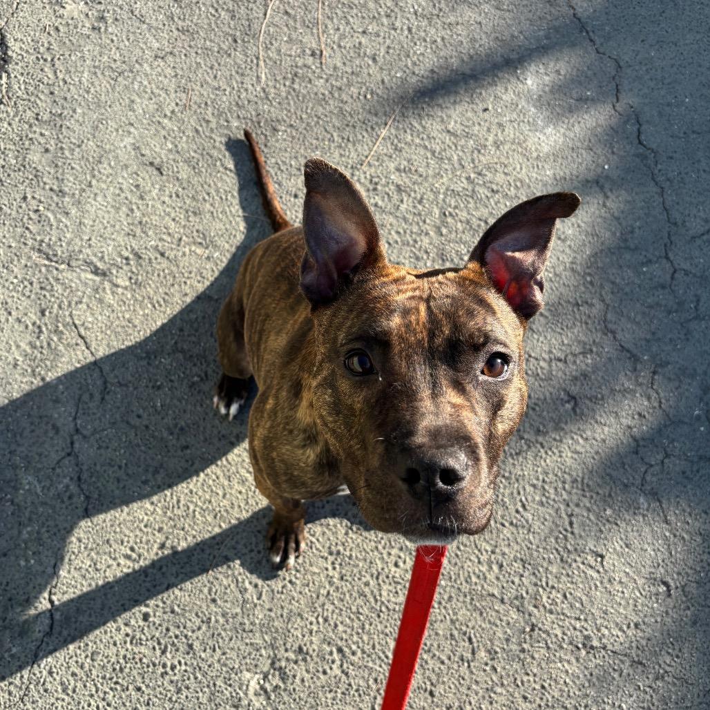 Reina — thumbnail 6