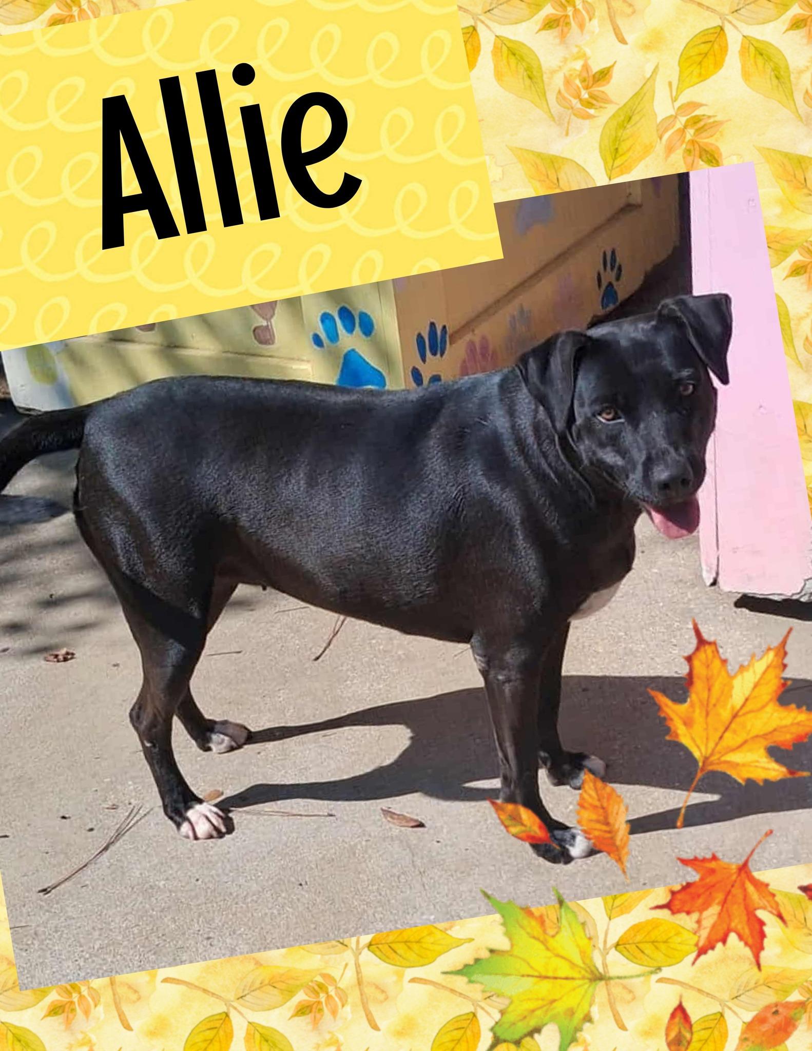 Allie, Adoptable, Young Female Labrador Retriever & Hound.