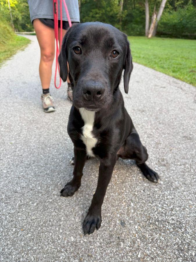 Clyde