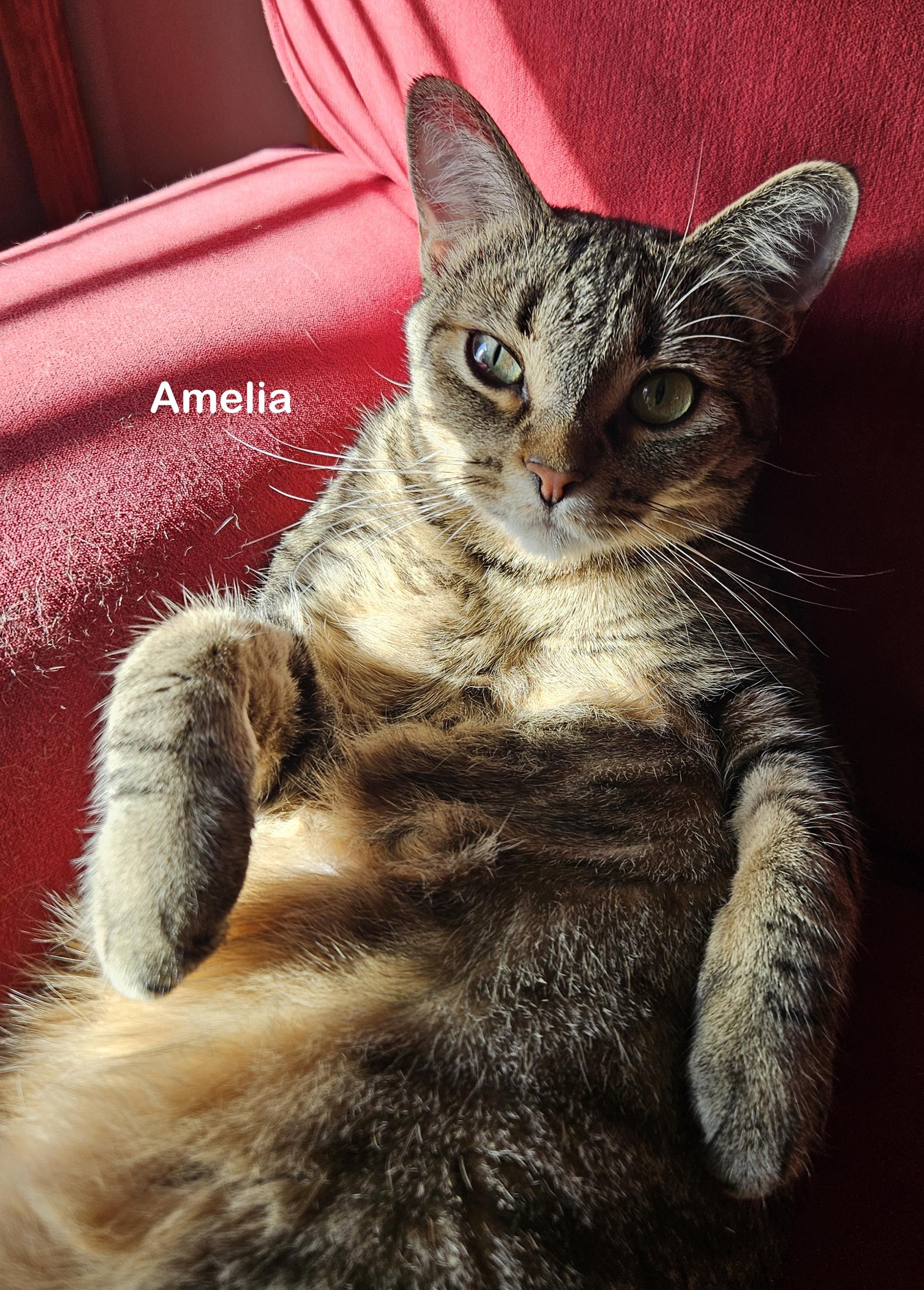 Amelia, a Adoptable mixed breed in Portland, OR image 1/6