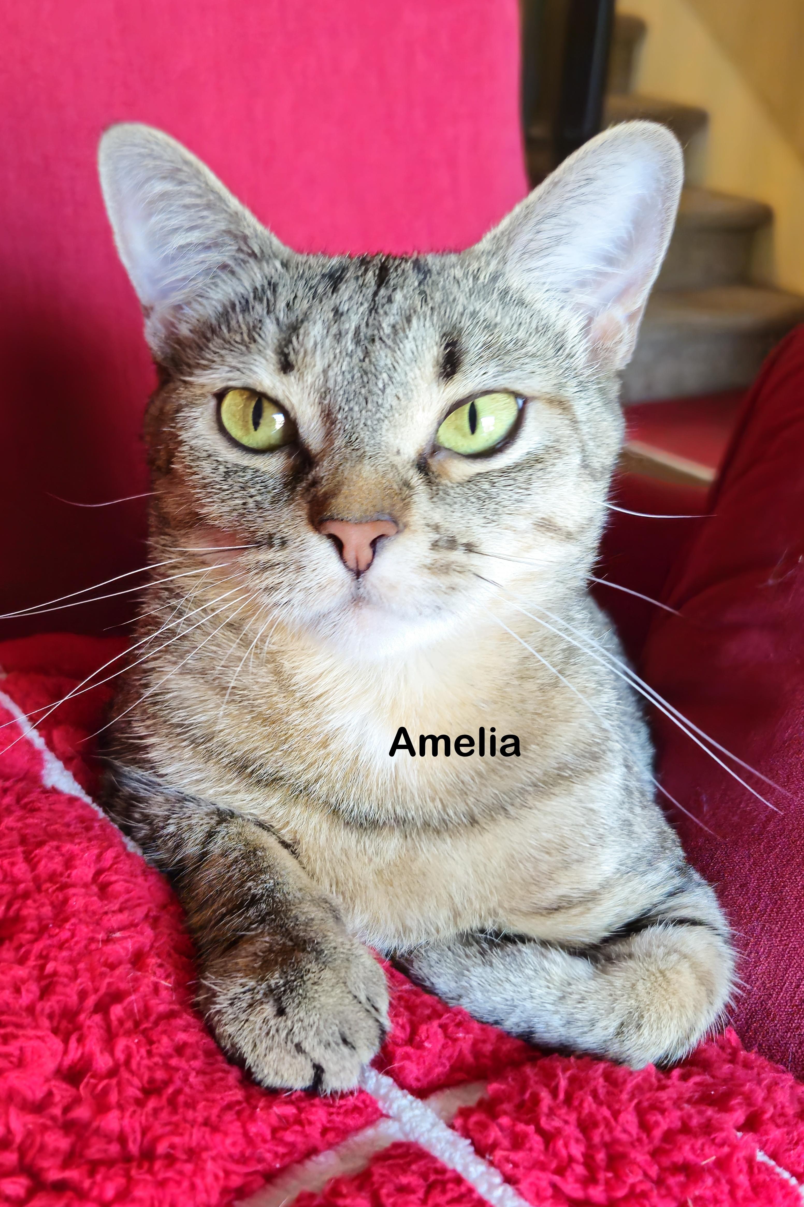 Amelia, Adult Female unknown