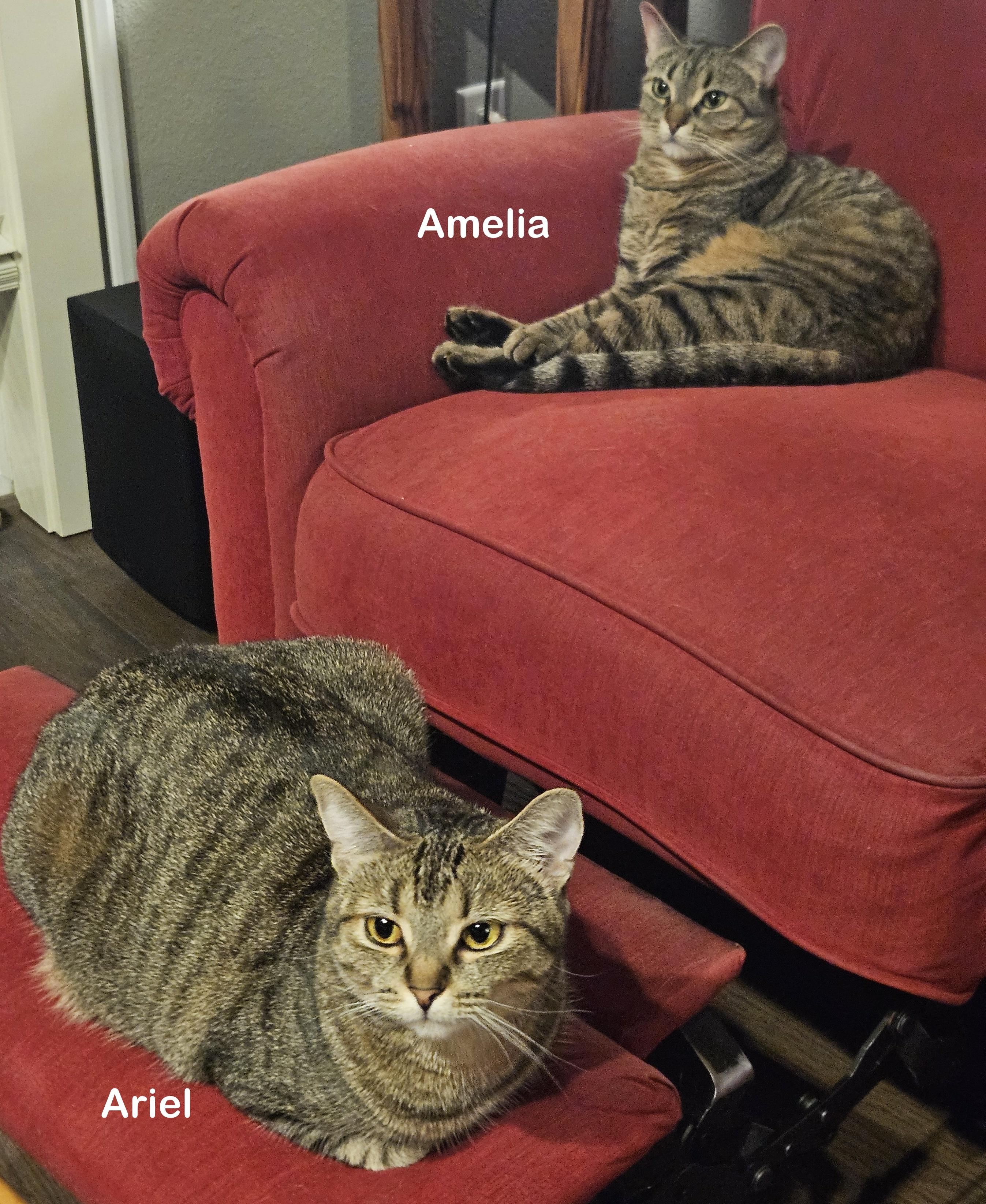 Amelia, a Adoptable mixed breed in Portland, OR image 3/6