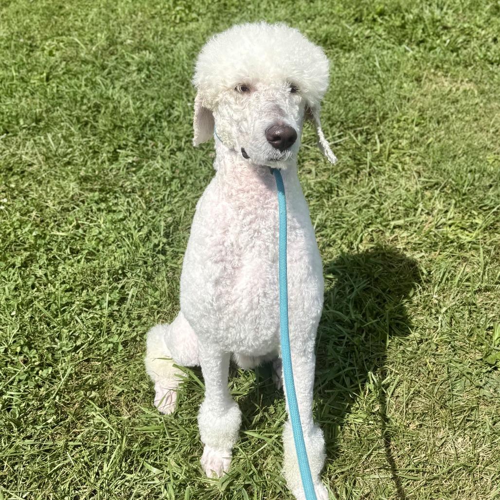 Kewpie, Adoptable, Adult Male Labradoodle.