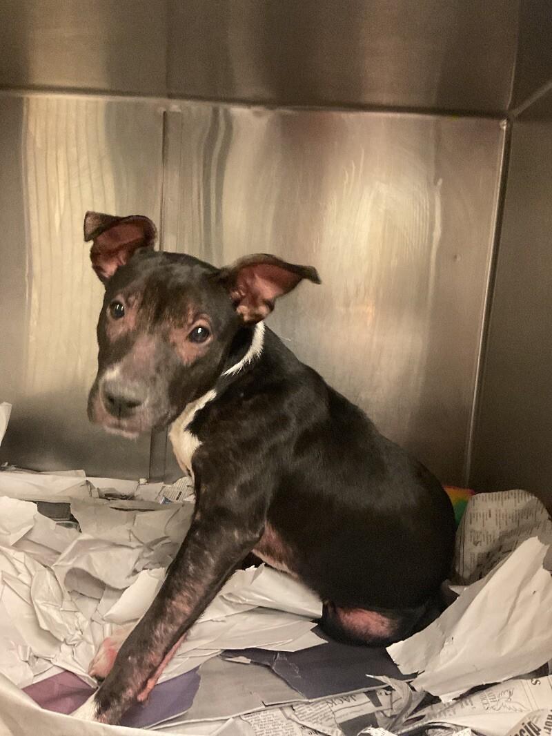 Zinger, Adoptable, Adult Female Pit Bull Terrier & Mixed Breed.