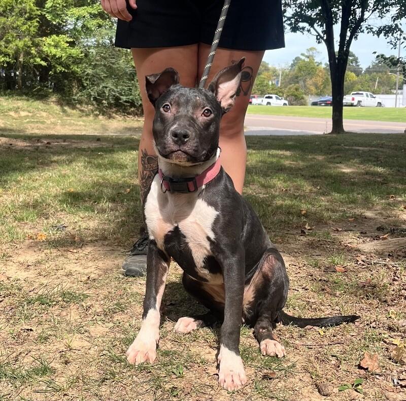 Enlarge Zinger, a Adoptable mixed breed in Jackson, TN image 1/2