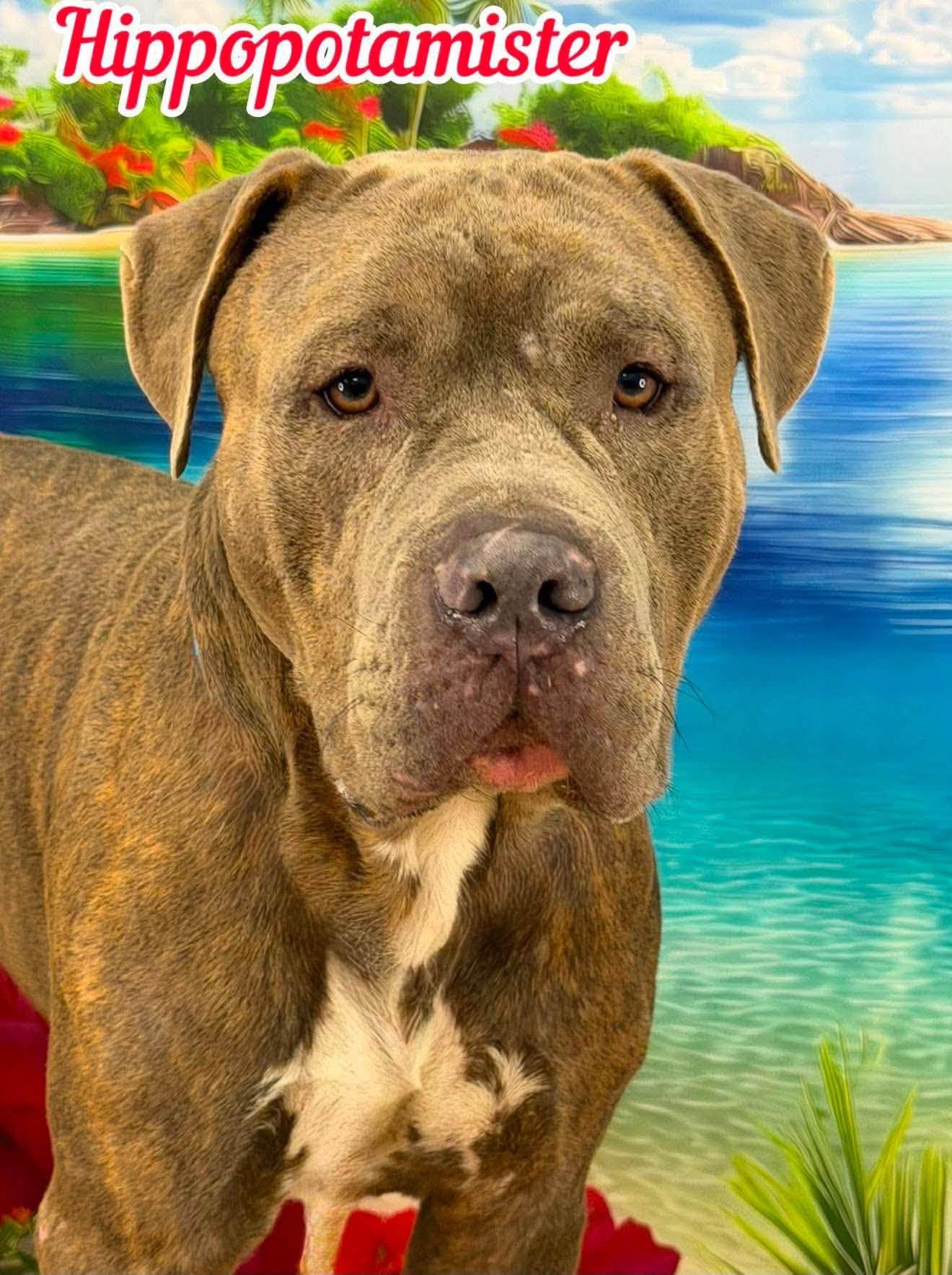 Hippopotamister, ADOPTABLE, Adult Male Mixed Breed.