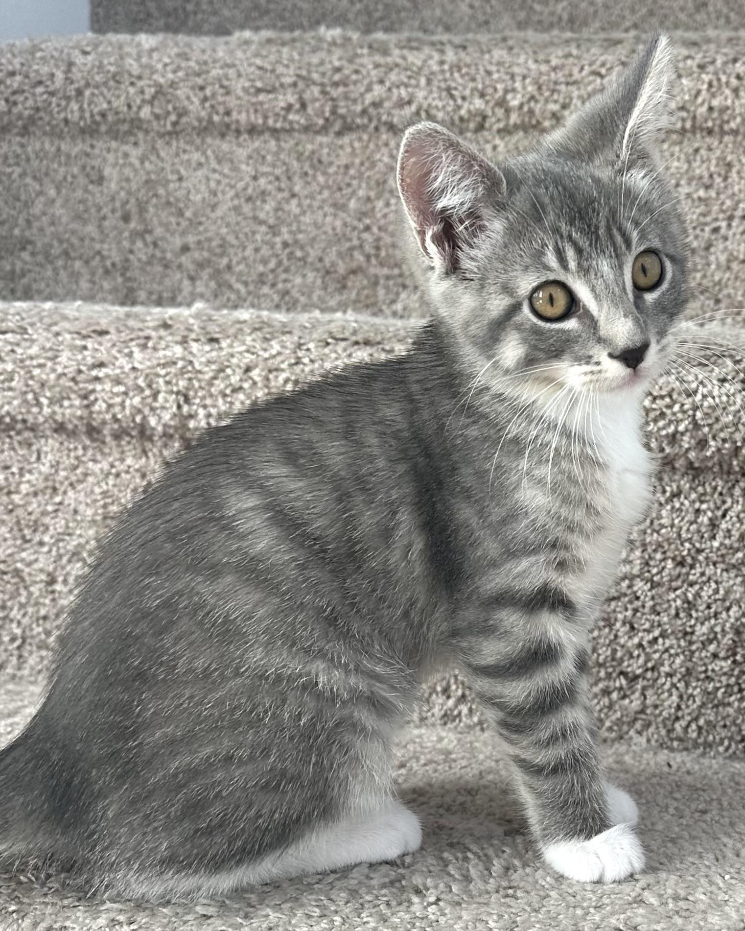 Thunder, Baby Female unknown