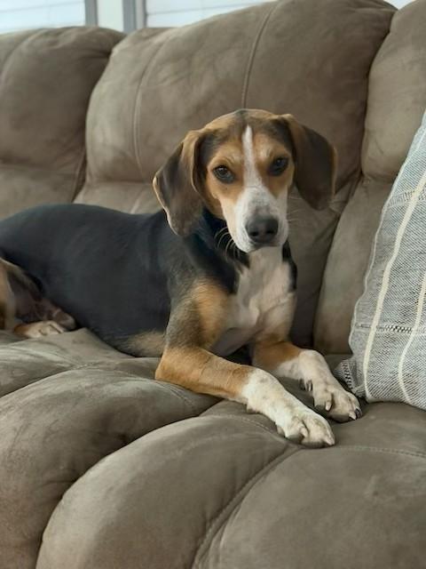 Enlarge Cosmo, a ADOPTABLE mixed breed in Unionville, CT image 1/6