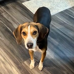 Enlarge Cosmo, a ADOPTABLE mixed breed in Unionville, CT image 6/6