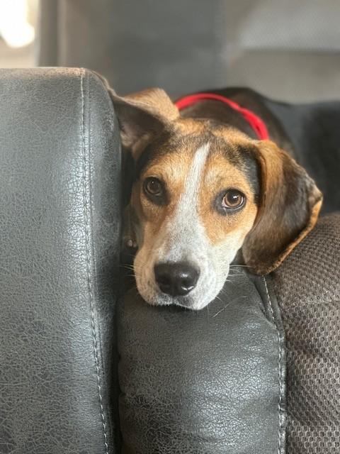 Enlarge Cosmo, a ADOPTABLE mixed breed in Unionville, CT image 4/6