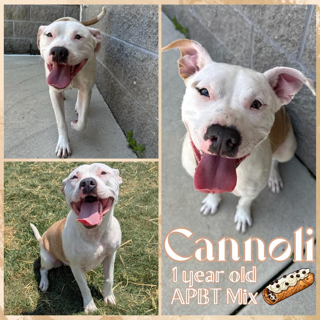 Cannoli