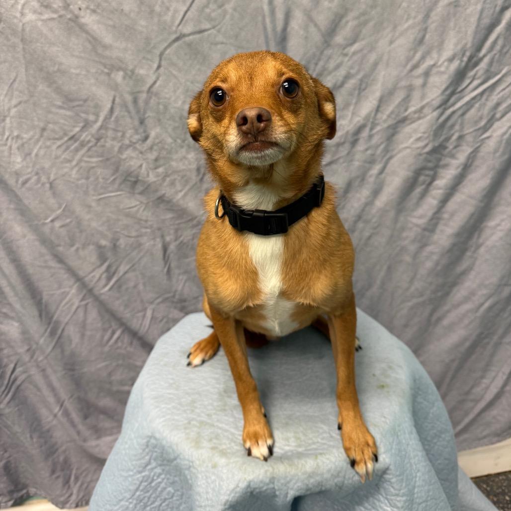 Max, a Adoptable Chihuahua in Fresno, CA image 1/2