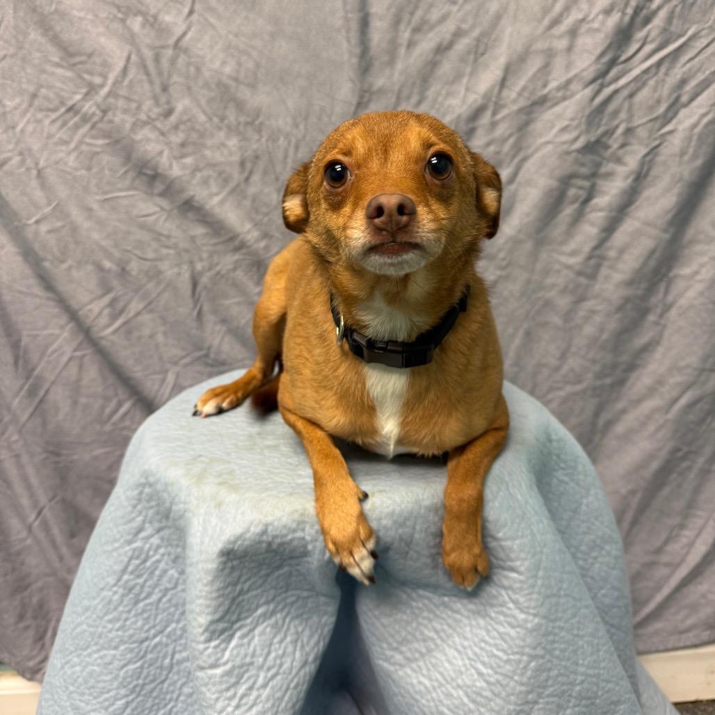 Max, a Adoptable Chihuahua in Fresno, CA image 2/2