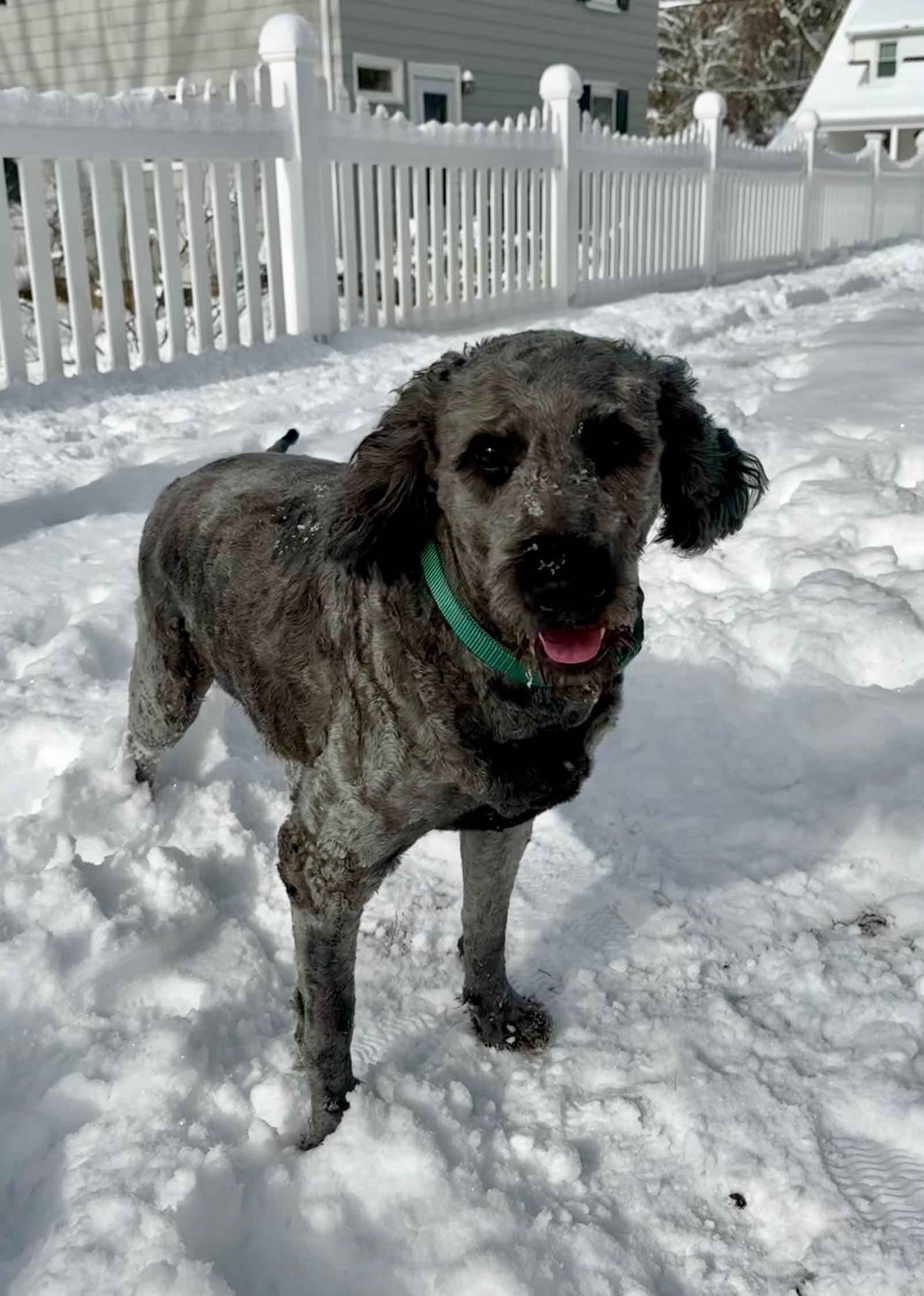 Bentley, adopted, Young Male Goldendoodle.