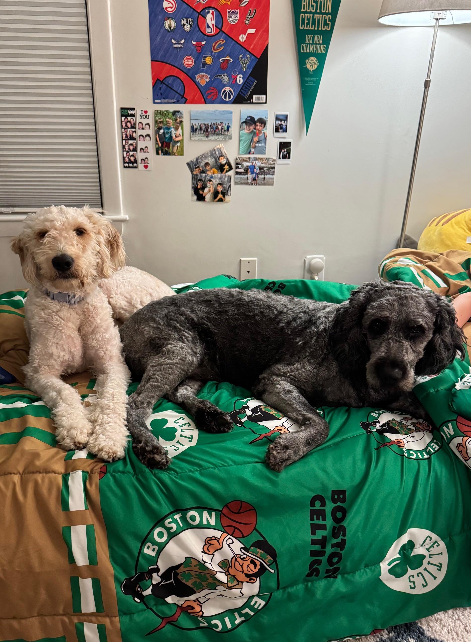 Enlarge Bentley, an adoptable Goldendoodle in Norton, MA image 2/3