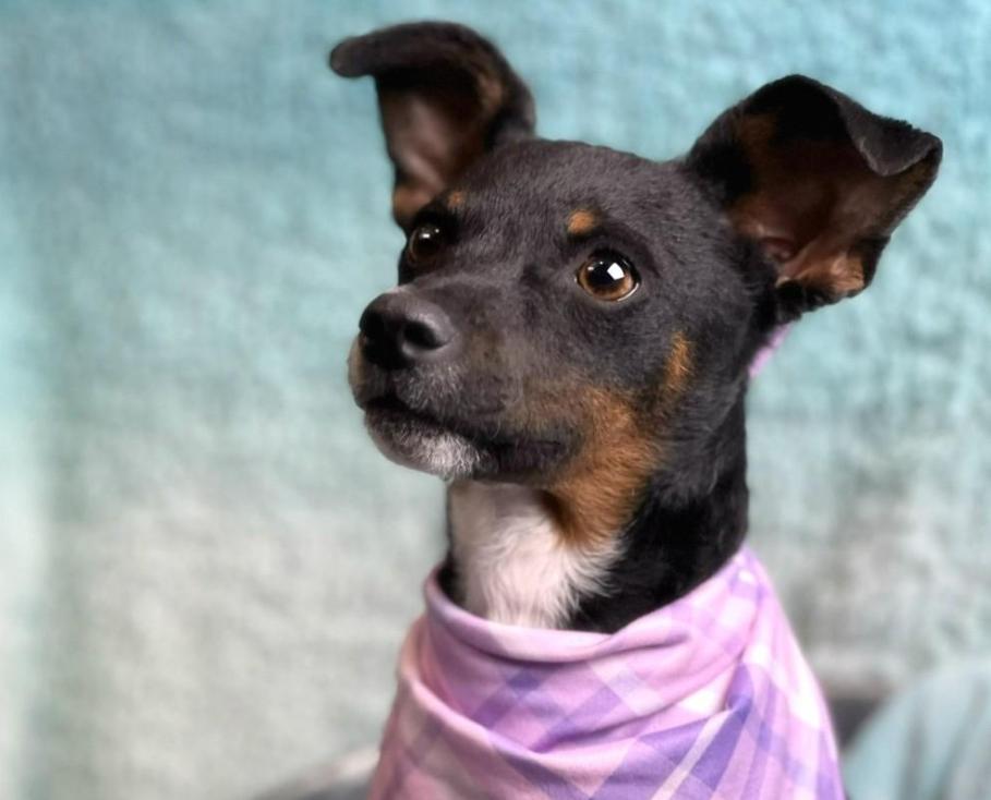 Enlarge Baisley - no more street life for me! I'm a lady now!, a Adoptable mixed breed in Austin, TX image 4/6