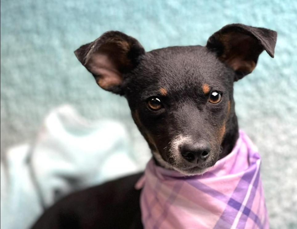 Enlarge Baisley - no more street life for me! I'm a lady now!, a Adoptable mixed breed in Austin, TX image 1/6
