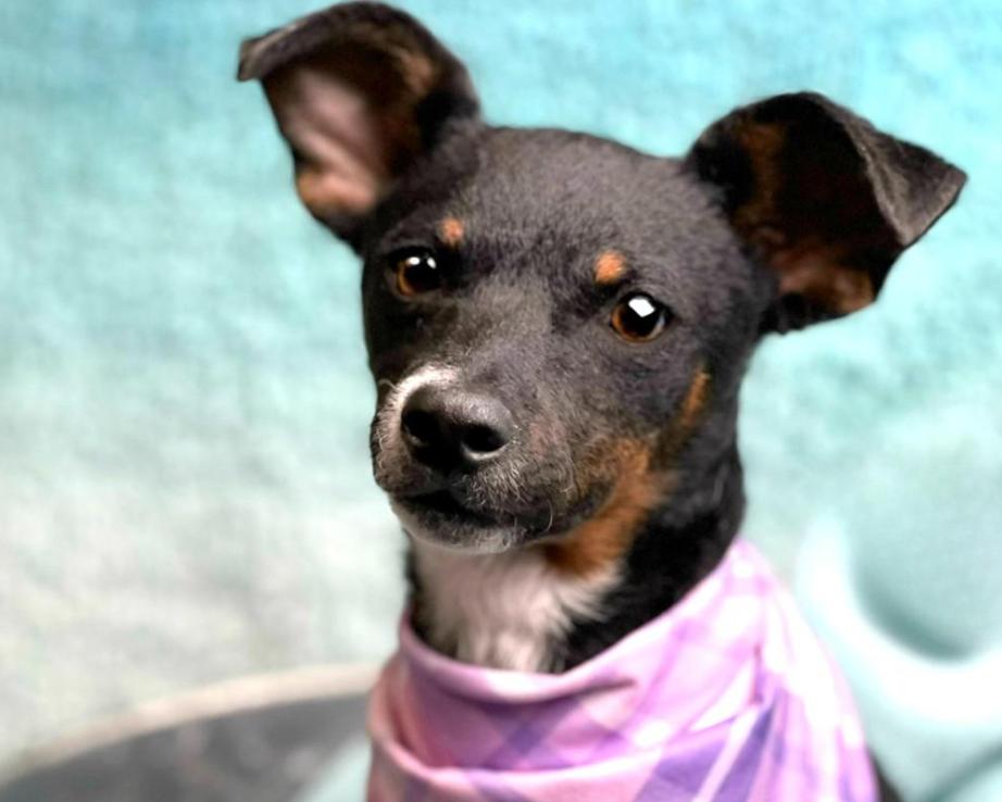 Enlarge Baisley - no more street life for me! I'm a lady now!, a Adoptable mixed breed in Austin, TX image 5/6