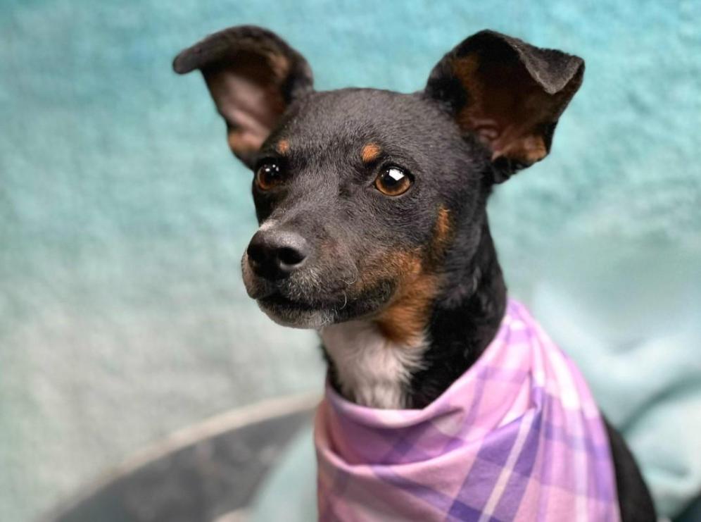 Enlarge Baisley - no more street life for me! I'm a lady now!, a Adoptable mixed breed in Austin, TX image 6/6