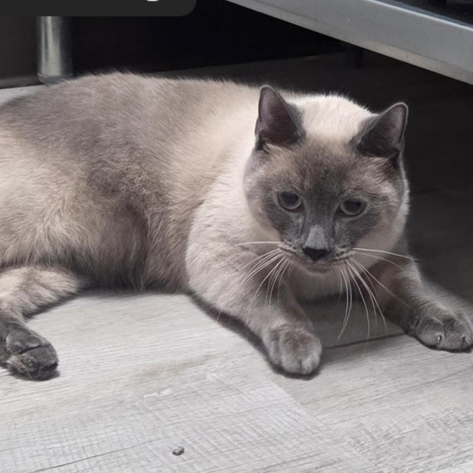 Enlarge Blueberry, a Adopted Domestic Short Hair in SNOW HILL, NC image 1/1