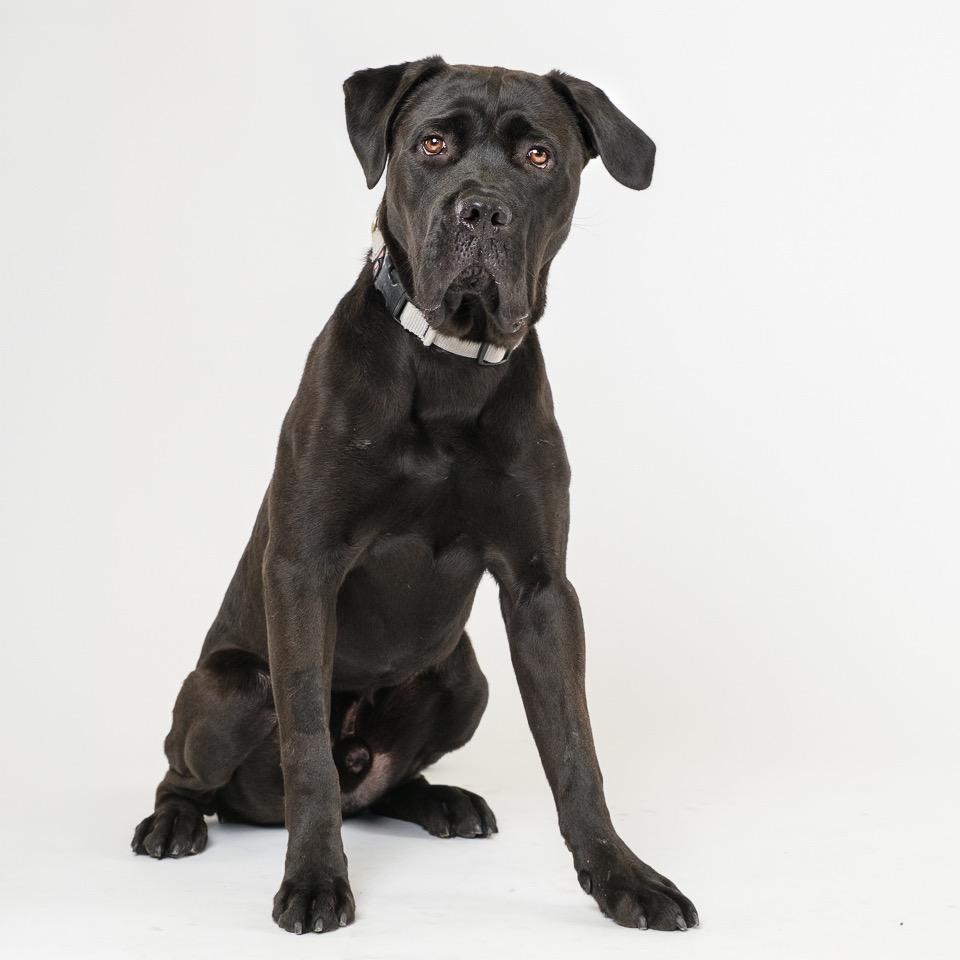 Vincent, Adoptable, Young Male Cane Corso.