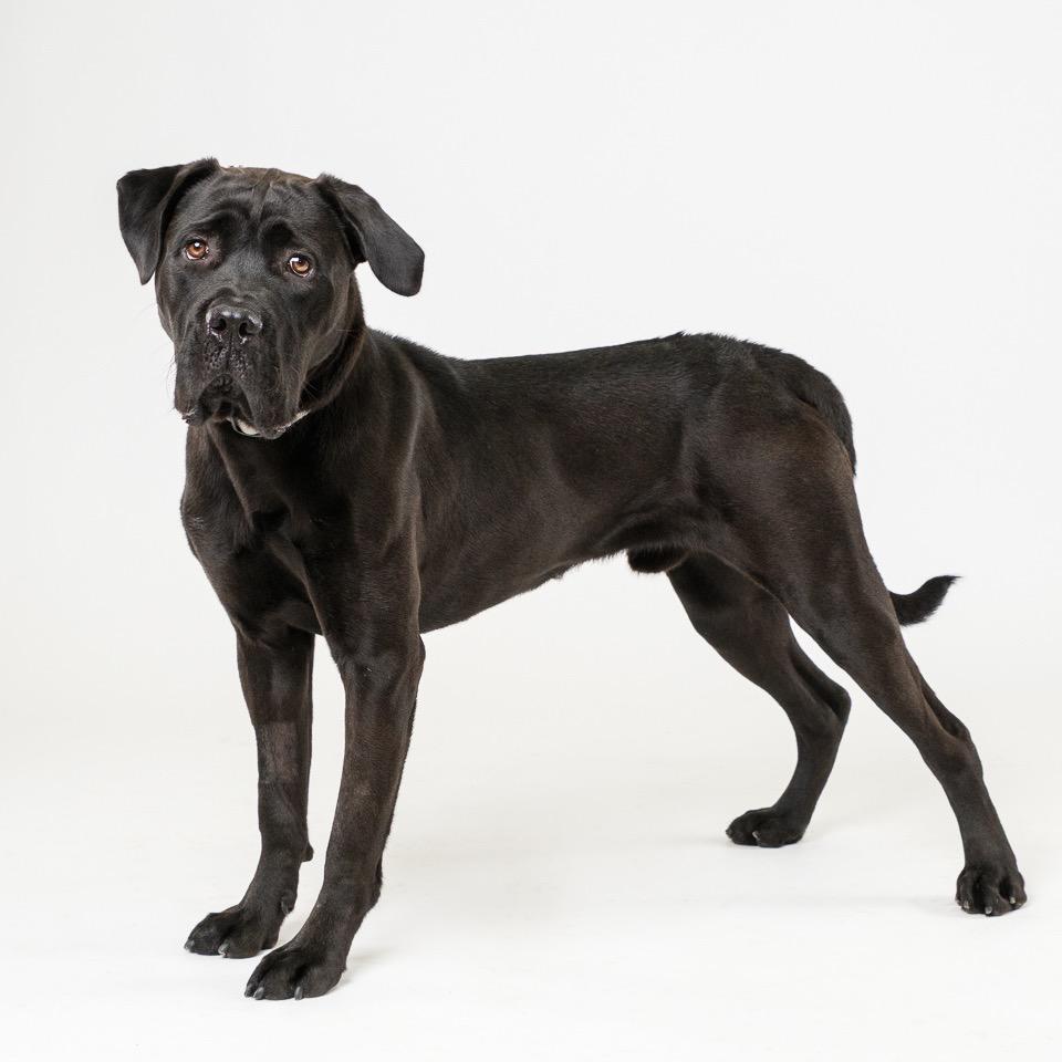 Enlarge Vincent, a Adoptable Cane Corso in Palm Springs, CA image 2/2