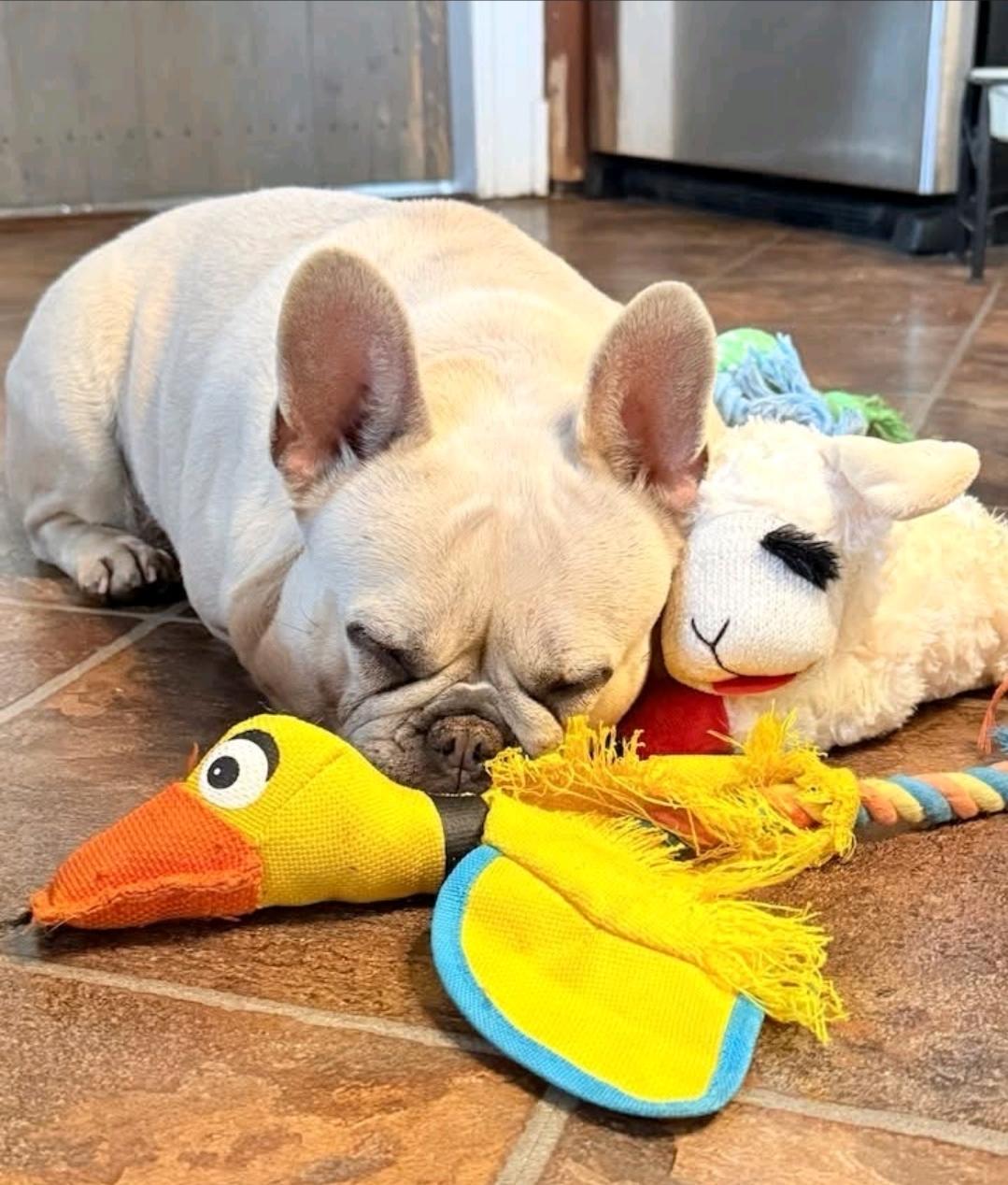 Enlarge Mollie Rae-French bulldog, an adopted French Bulldog in Hamburg, NY image 6/6