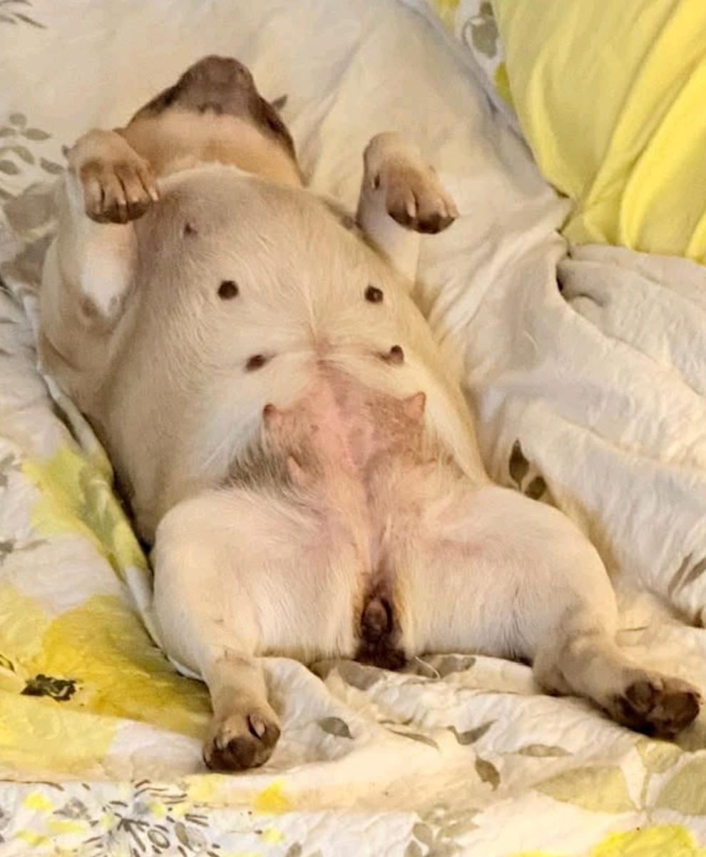 Enlarge Mollie Rae-French bulldog, an adopted French Bulldog in Hamburg, NY image 1/6