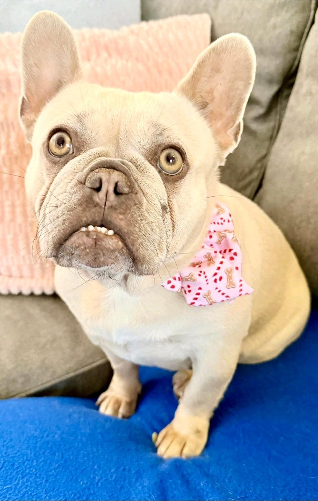 Enlarge Mollie Rae-French bulldog, an adopted French Bulldog in Hamburg, NY image 2/6