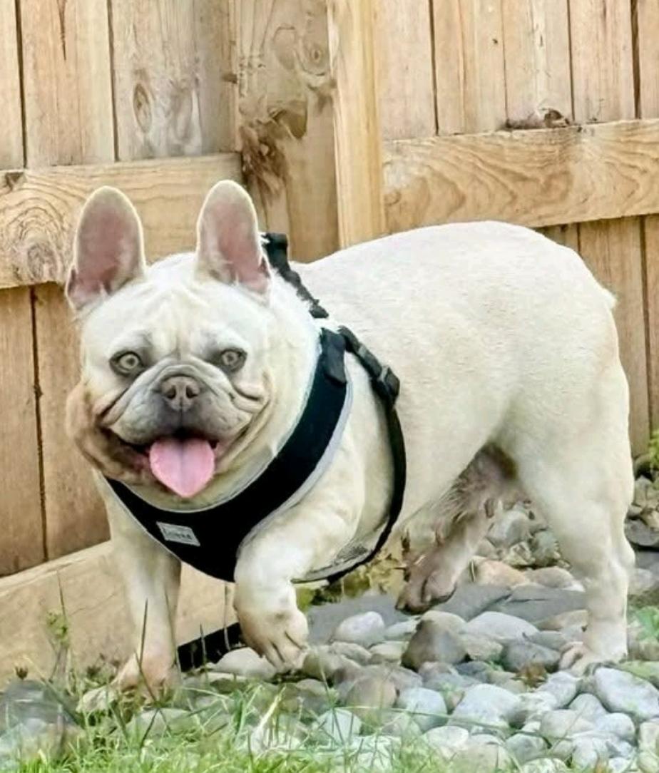 Enlarge Mollie Rae-French bulldog, an adopted French Bulldog in Hamburg, NY image 3/6