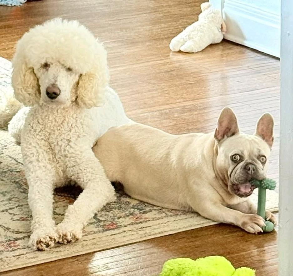 Enlarge Mollie Rae-French bulldog, an adopted French Bulldog in Hamburg, NY image 4/6