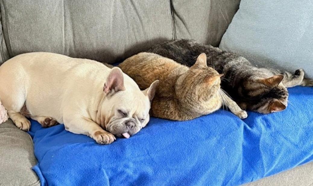 Enlarge Mollie Rae-French bulldog, an adopted French Bulldog in Hamburg, NY image 5/6