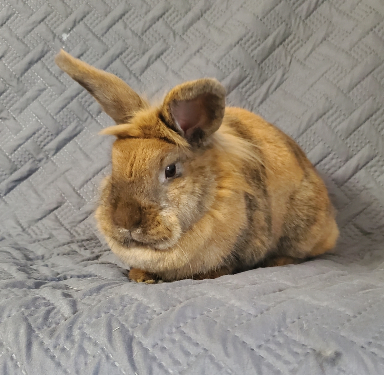 Daisy, an adopted Lionhead & Harlequin Mix in Eagle, ID_image-1