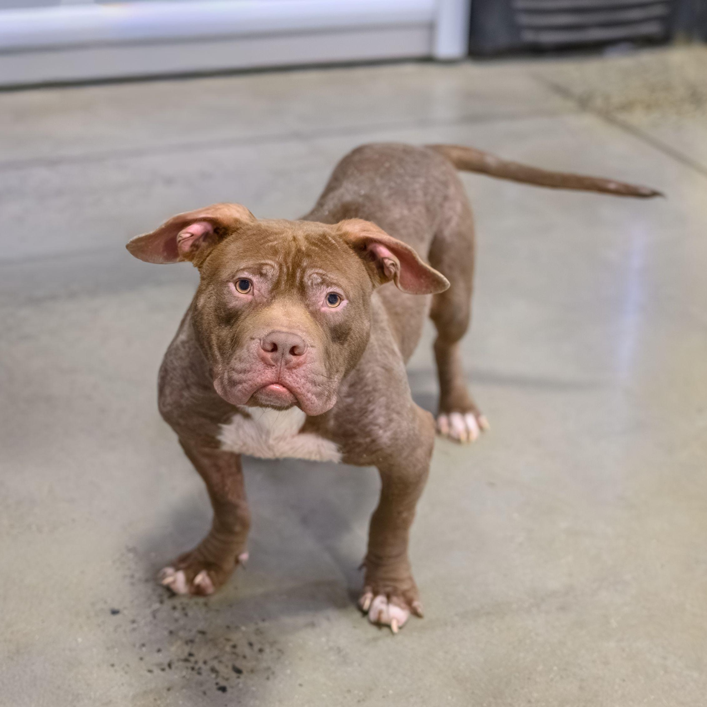 Enlarge CUBBY, a ADOPTABLE Pit Bull Terrier in Hamilton, NJ image 3/4